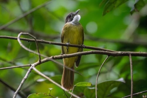 Red-tailed Greenbul