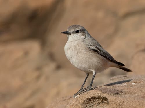 Red-tailed Wheatear