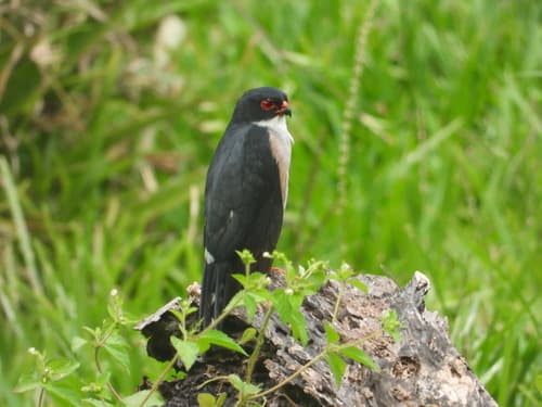 Red-thighed Sparrowhawk