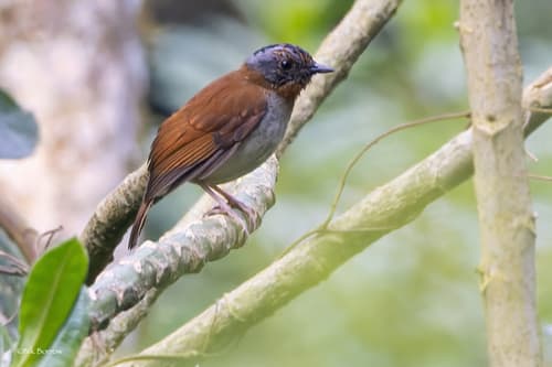 Red-throated Alethe