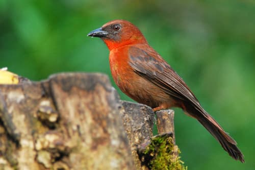 Red-throated Ant-Tanager