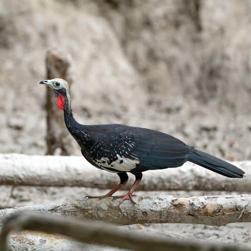 Red-throated Piping-Guan