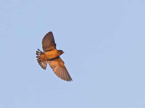 Red-throated Swallow