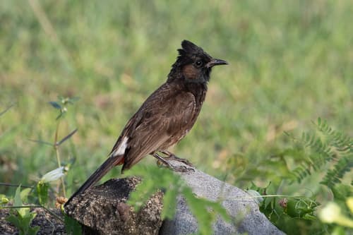 Red-vented Bulbul