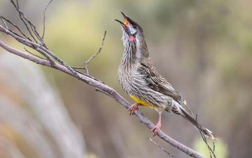 Red Wattlebird