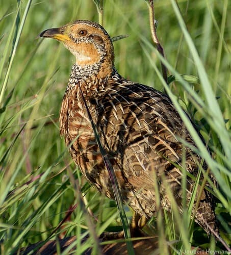 Red-winged Francolin