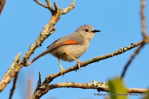 Red-winged Gray Warbler