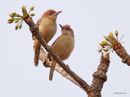 Red-winged Prinia