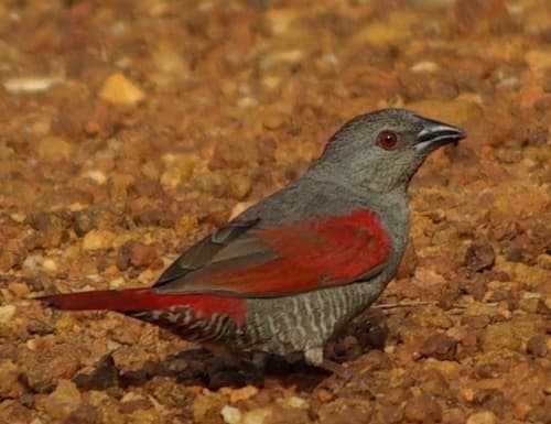 Red-winged Pytilia