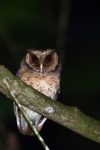 Reddish Scops-Owl