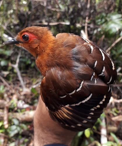 Reddish-winged Bare-eye