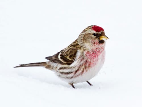 Redpoll