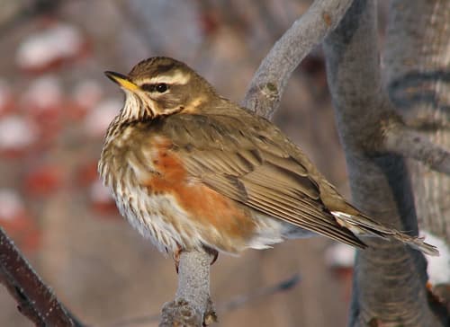 Redwing