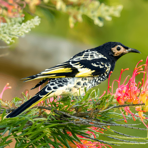 Regent Honeyeater