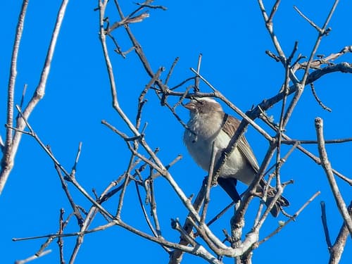 Reichard's Seedeater