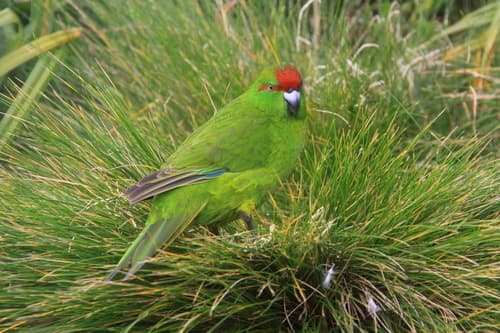 Reischek's Parakeet