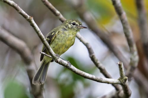Restinga Tyrannulet