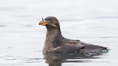 Rhinoceros Auklet