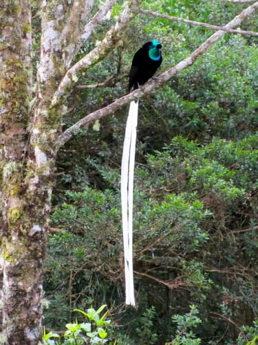 Ribbon-tailed Astrapia