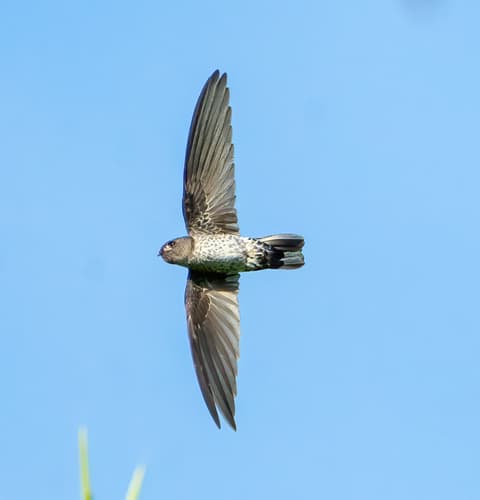 Ridgetop Swiftlet
