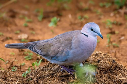 Ring-necked Dove