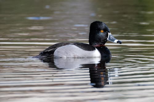 Ring-necked Duck