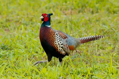 Ring-necked Pheasant