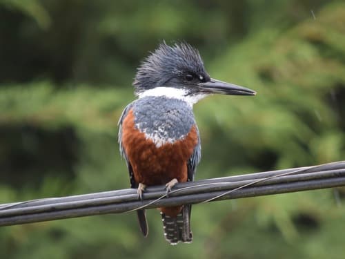 Ringed Kingfisher