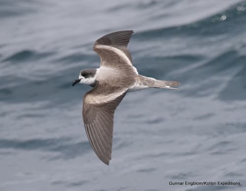 Ringed Storm-Petrel