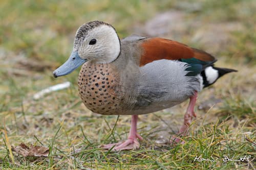 Ringed Teal