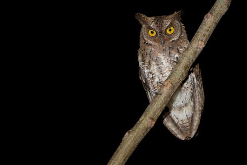 Rinjani Scops-Owl
