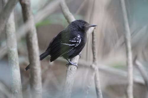 Rio Branco Antbird