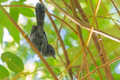 Rio de Janeiro Antbird