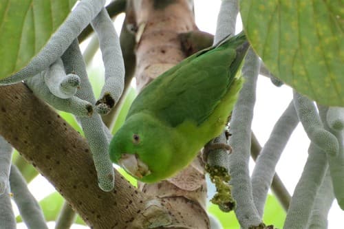 Riparian Parrotlet