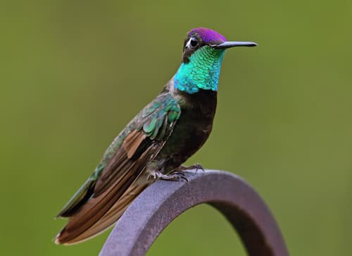 Rivoli's Hummingbird