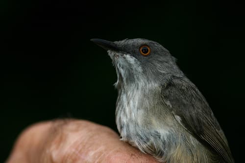 Roberts's Warbler