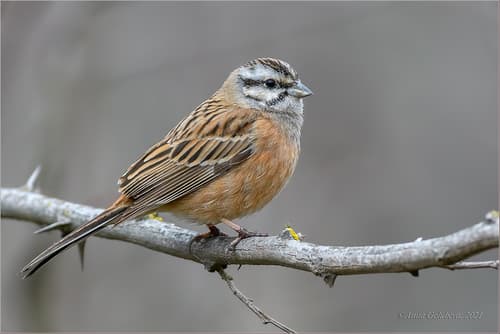 Rock Bunting