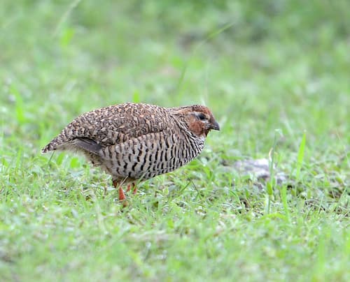 Rock Bush-Quail