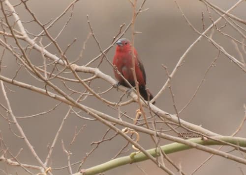 Rock Firefinch