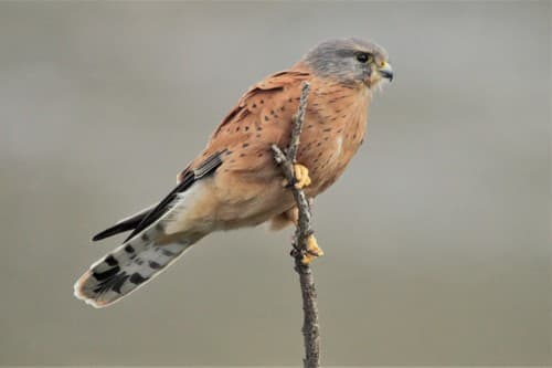 Rock Kestrel
