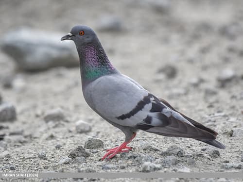 Rock Pigeon