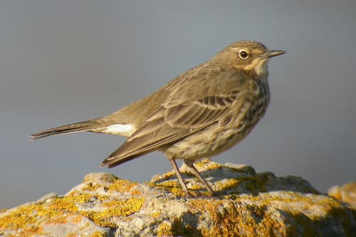 Rock Pipit