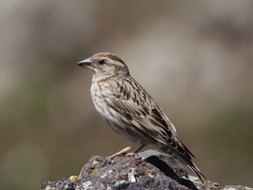 Rock Sparrow