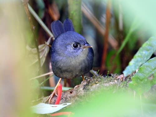 Rock Tapaculo