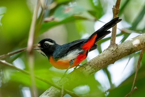 Rose-bellied Chat