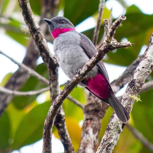 Rose-collared Piha
