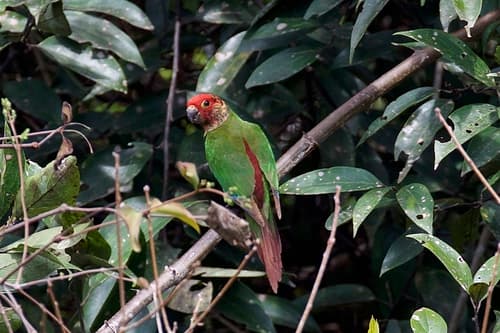 Rose-fronted Parakeet