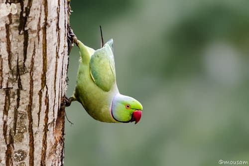 Rose-ringed Parakeet