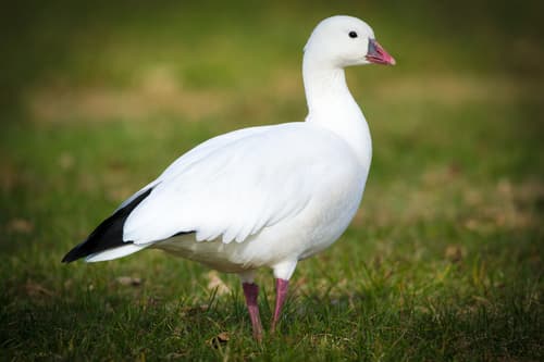 Ross's Goose