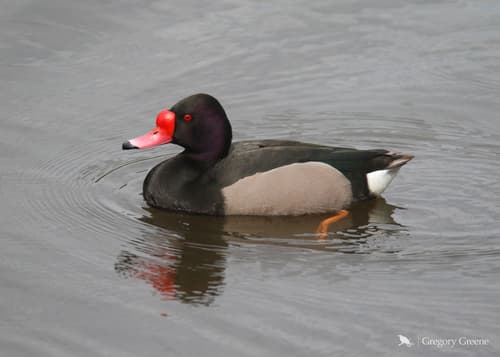 Rosy-billed Pochard